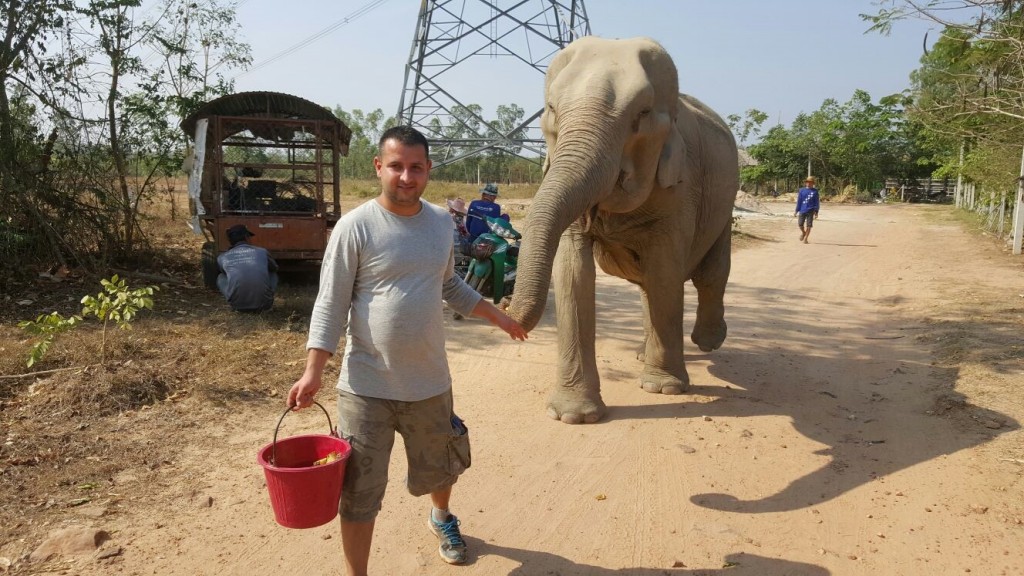 Elephants 1