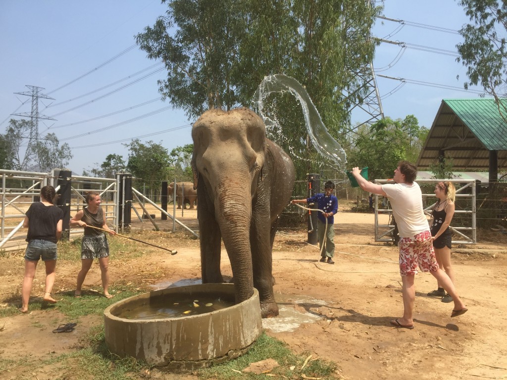 Elephants 2