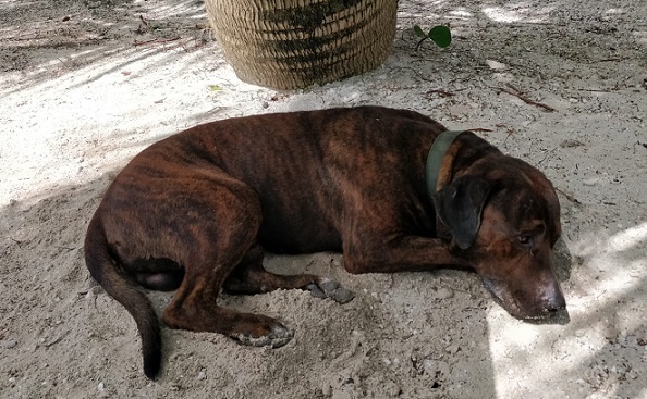 A dog snoozing in Tom Owen's Caye